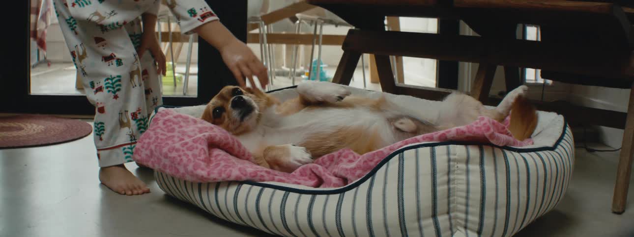 A girl pets her dog while it lies in a bed in the kitchen