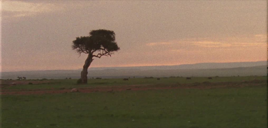Herd animals move across field near lone tree with red sky over the mountains on the horizon