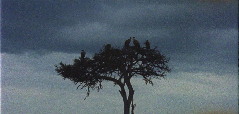 Birds perched on a tree in nature with storm clouds in the sky