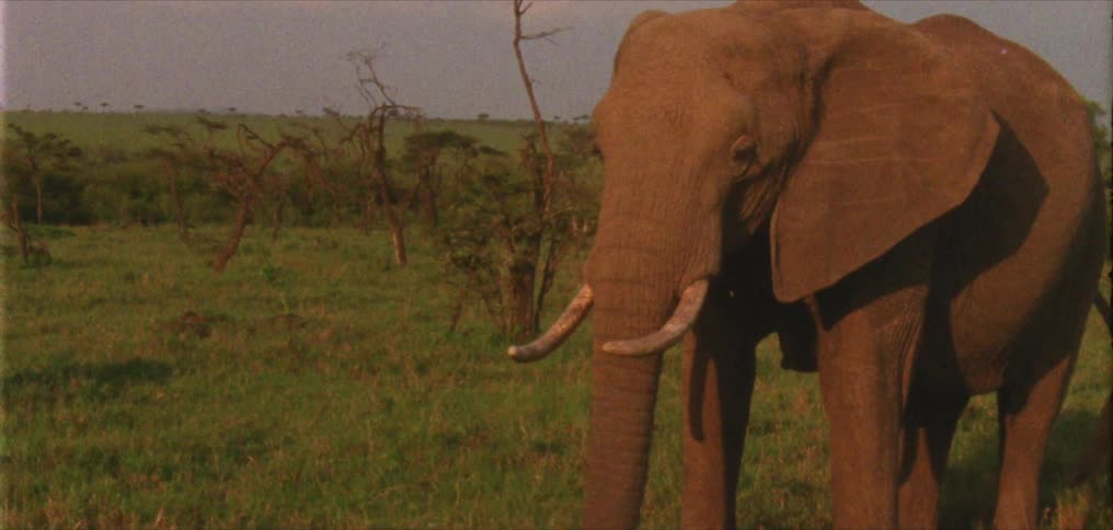 An elephant grazes in a field