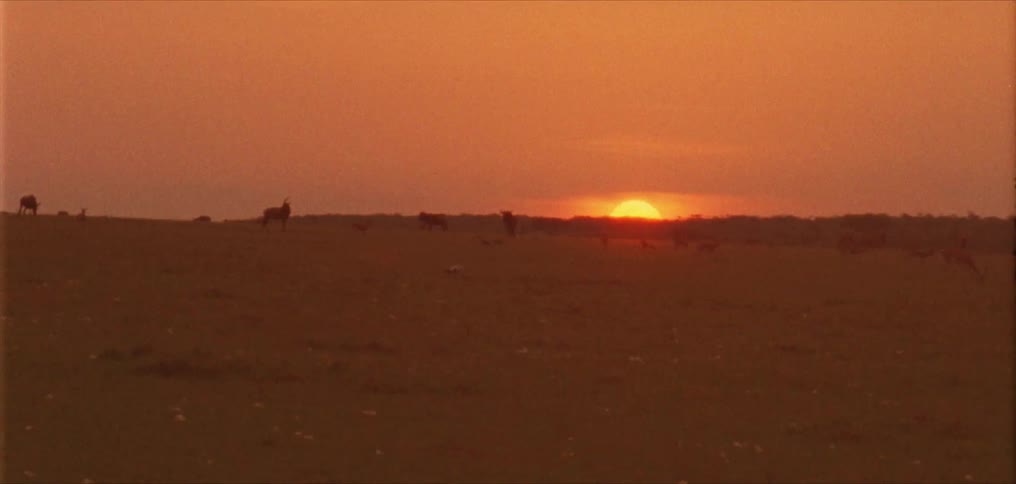 Herd of animals moves across field with sun on horizon turning the sky red