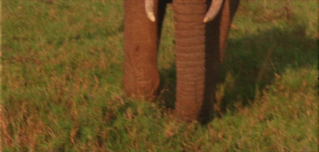 Elephant chews grass letting a clump fall onto field