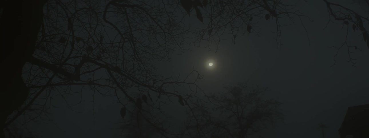 The moon shining down on birds in a tree at night