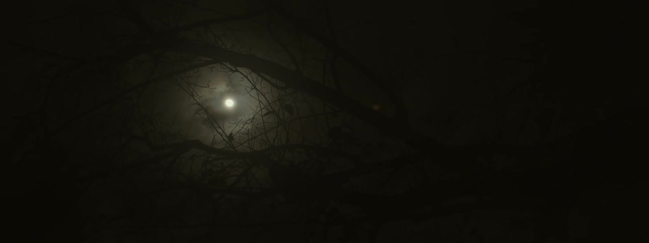 A view of the moon in some trees