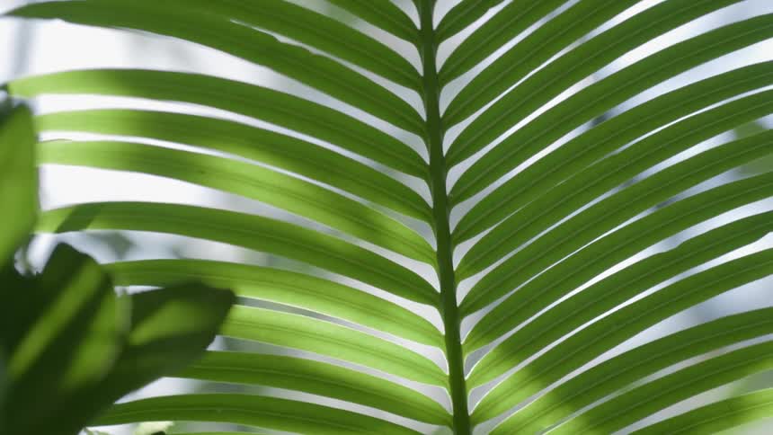 The sun shines on the green leaves of a plant