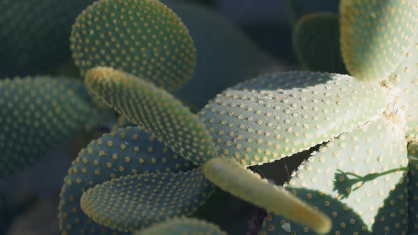 Close up of leaves on a cactus