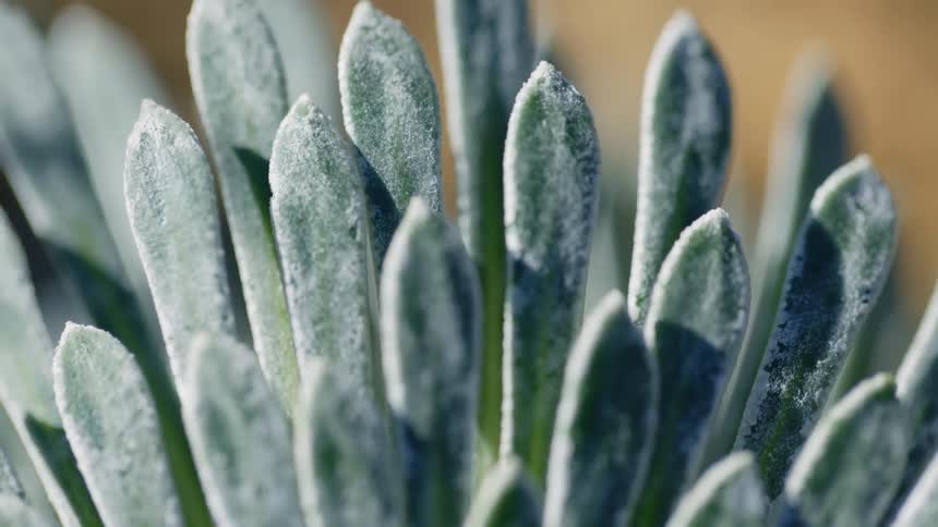 Sunlight shining on green succulent leaves