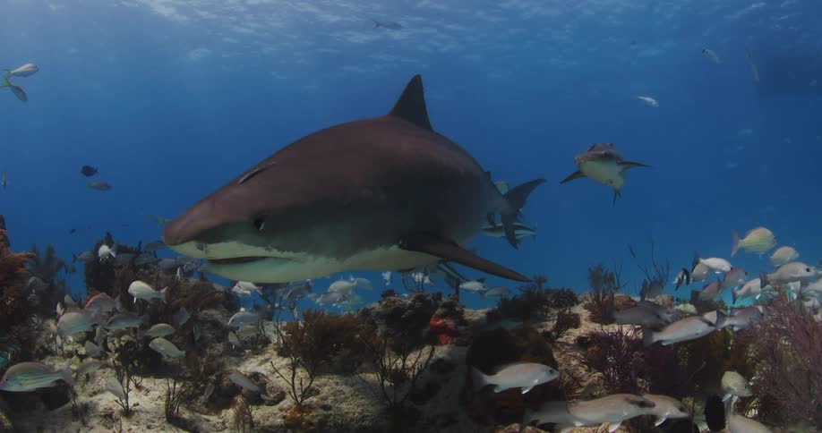 A view of fish and Tiger Shark swimming underwater at Tiger Beach, Bahamas