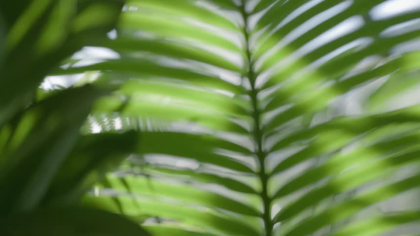 The sun shines on the green leaves of a plant