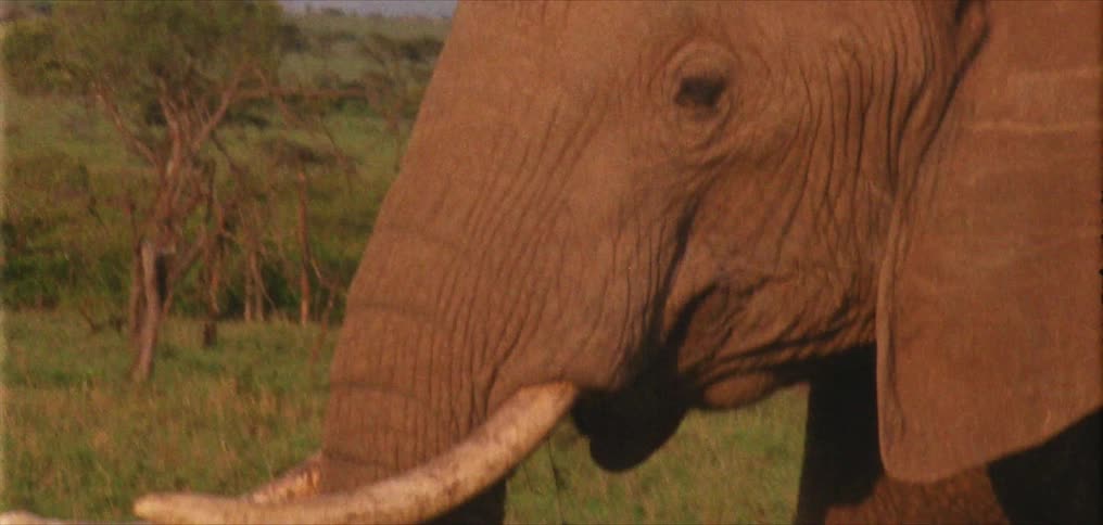 An elephant in a field eats grass
