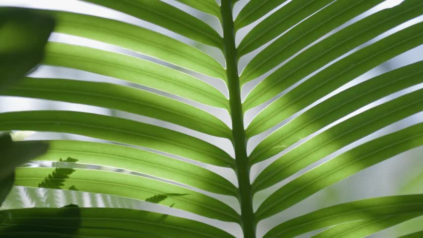 Close up of leaves on a plant