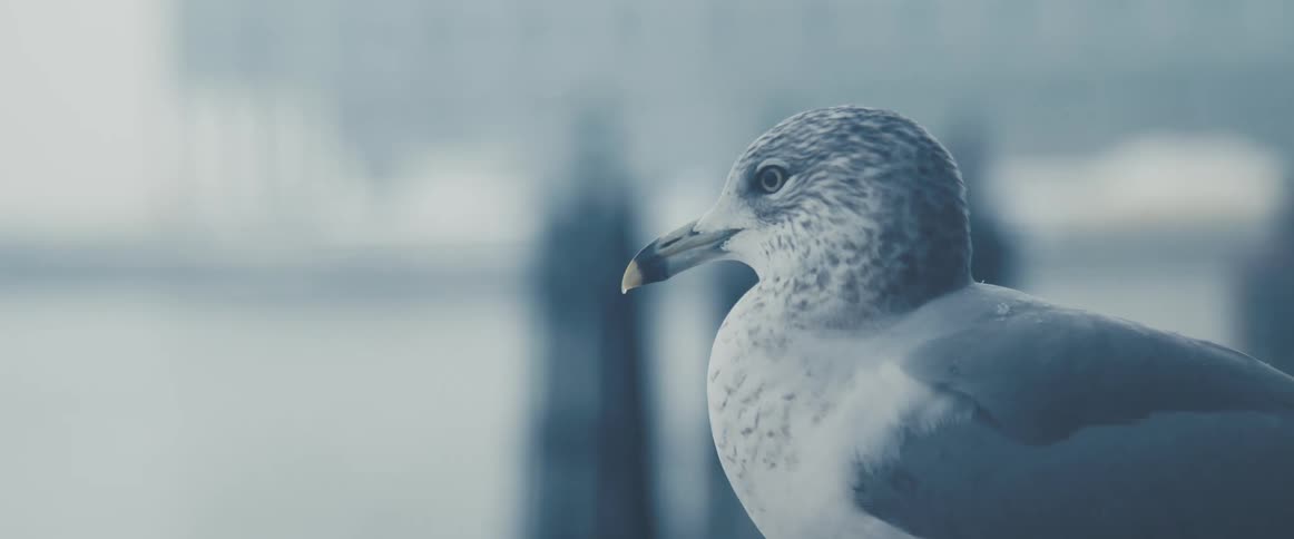 A bird stands outdoors on a snowy day