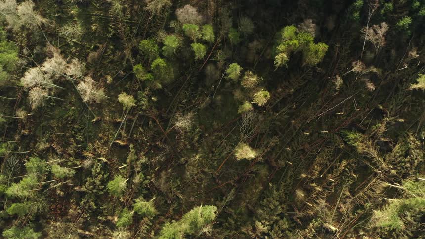 Aerial view of trees in a forest