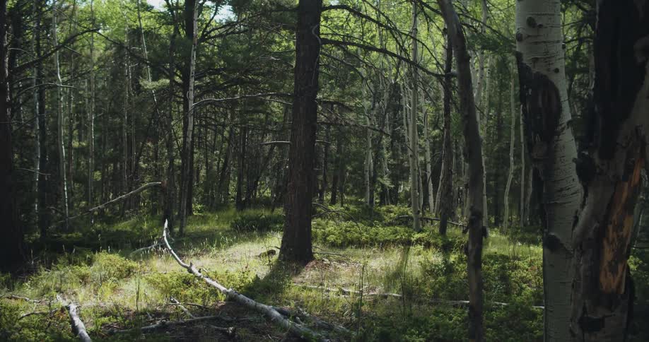 The sun shines upon trees in a forest and there are some branches lying on the ground