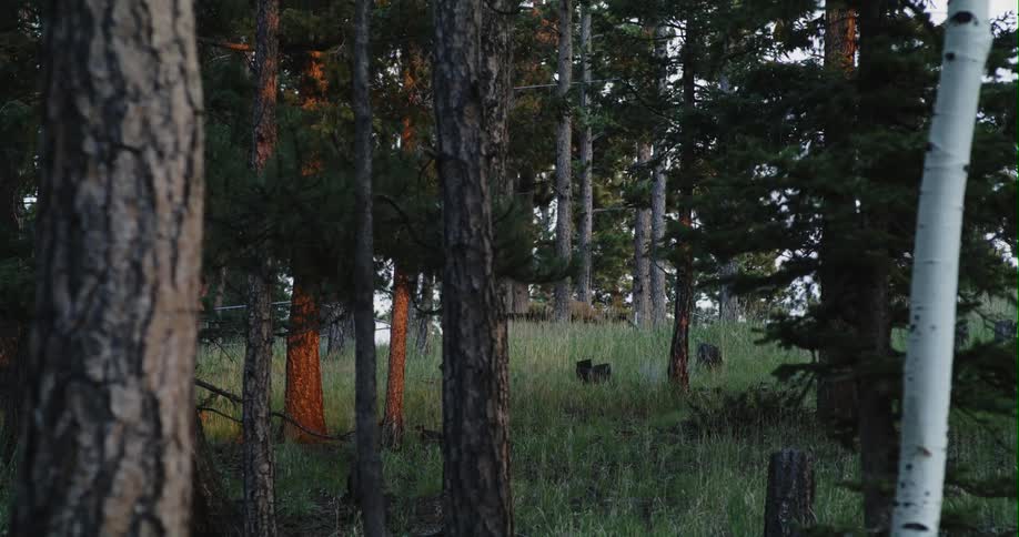 A deer moves in the forest