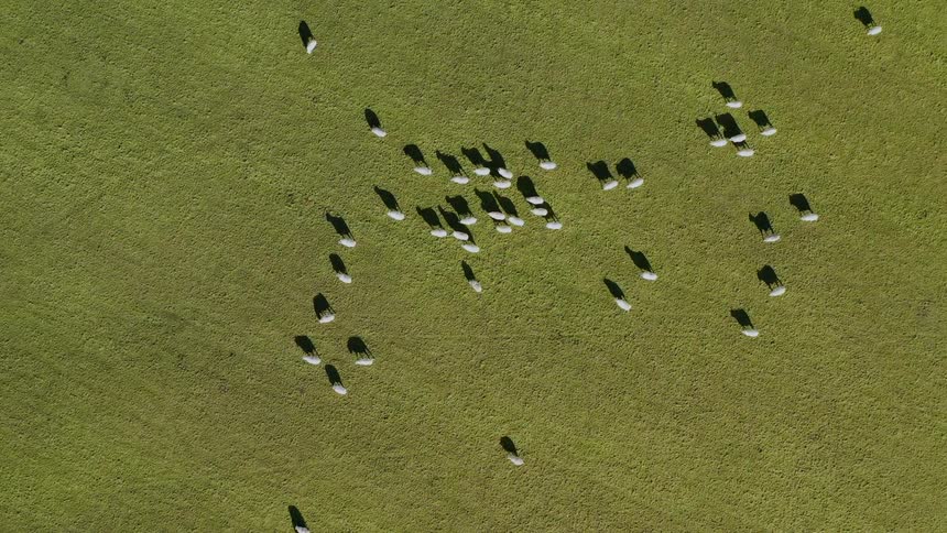 A herd of white sheep walking on green grass on sunny day