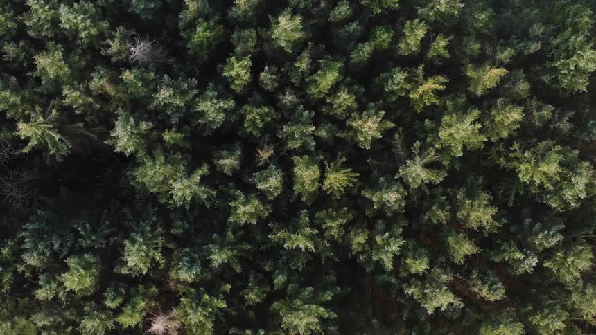 Aerial view of trees in a forest as they move in the wind