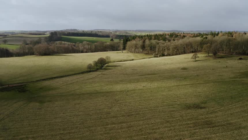 Sheep are grazing on open land and there is a forest nearby