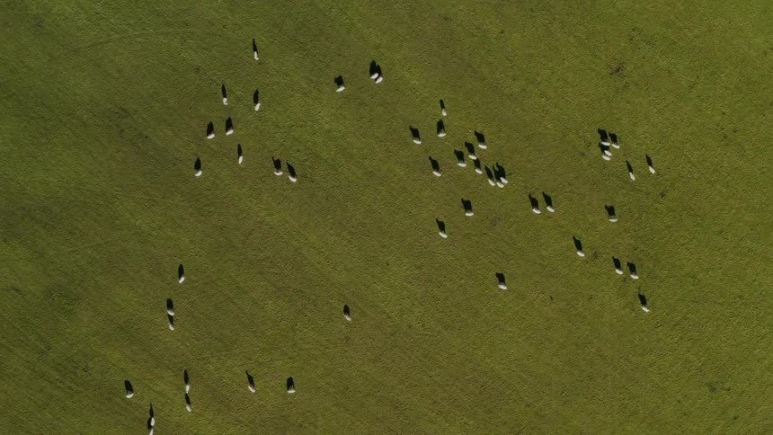 Aerial view of sheep grazing in a field