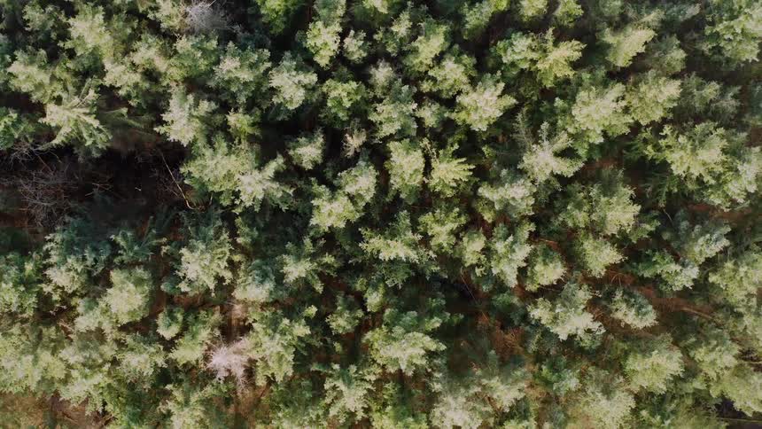 Aerial view of trees in a forest as they move in the wind