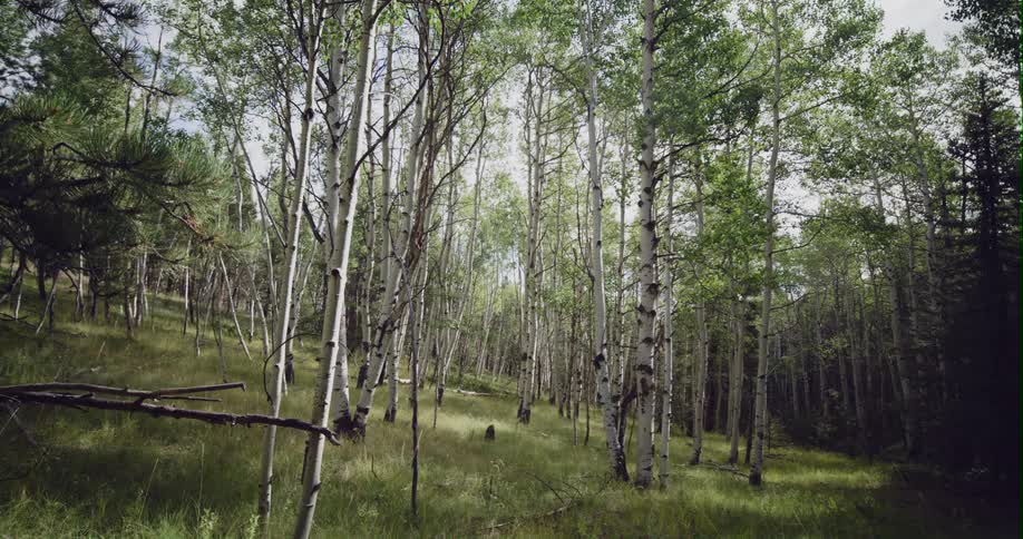 The sun shines on birch trees and the grass on the ground