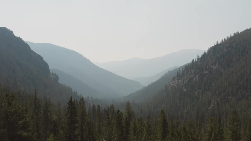 An aerial view of trees in a forest