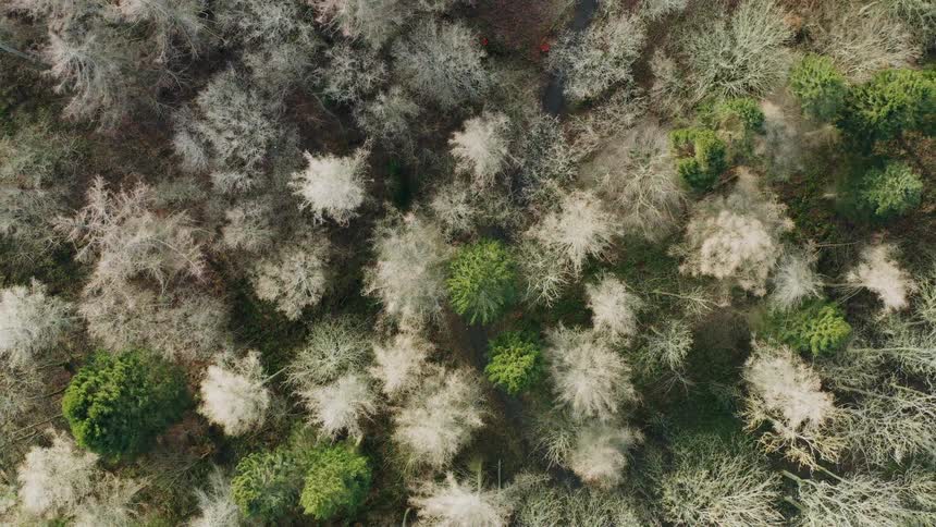 An aerial view of trees in a forest