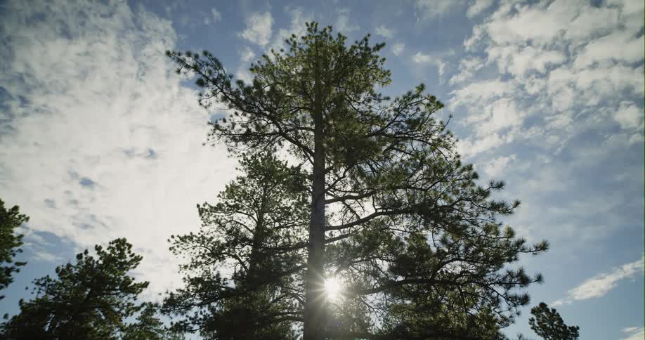 The sun shines brightly through the branches of trees as clouds move across the sky