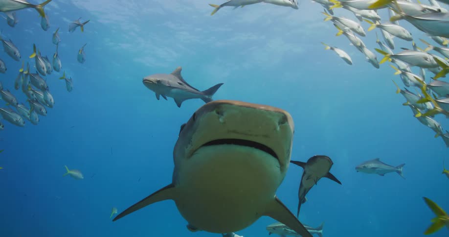 Tiger shark swims between a school of fish