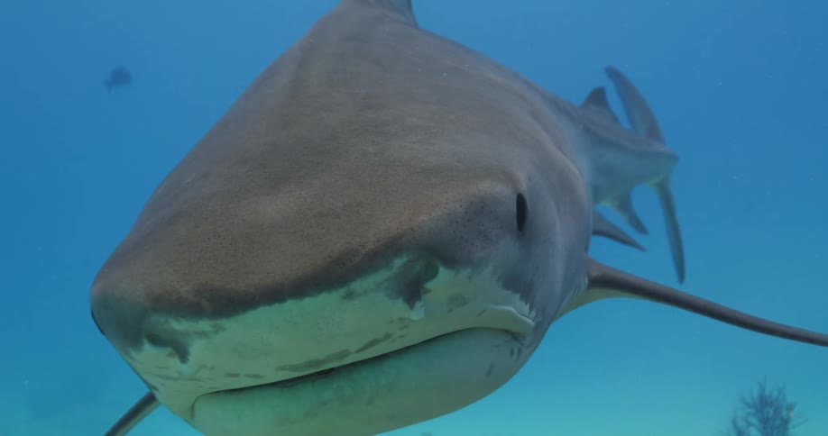 A Tiger shark swimming past closes its eyelid