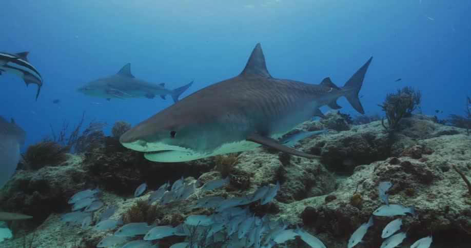 Tiger sharks and Bull Sharks swim with fish at the bottom of the ocean