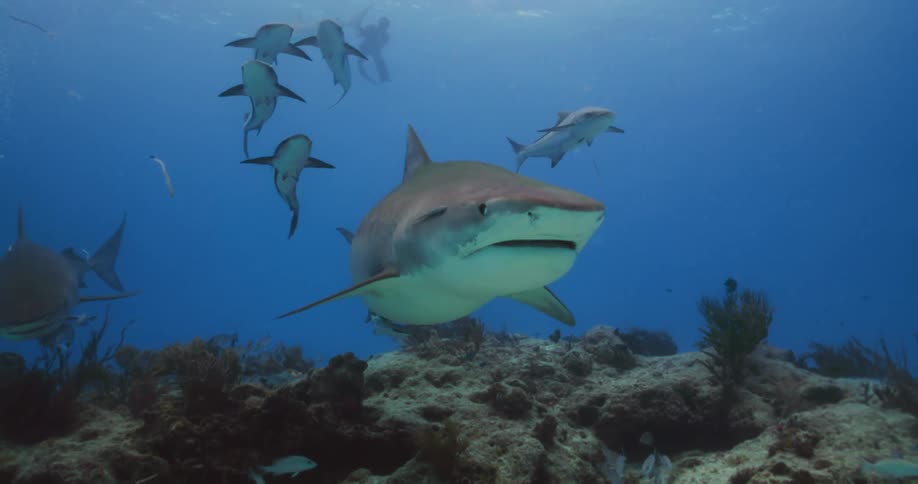 A Tiger Shark swim near the bottom of the sea with Cobia