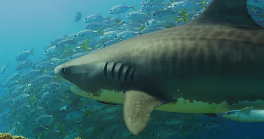 Tiger Shark swims in the ocean near a large school of fish
