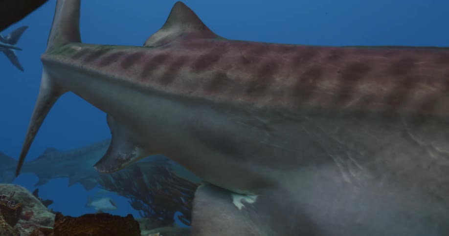 A tiger shark swims closely by and there are other sharks nearby