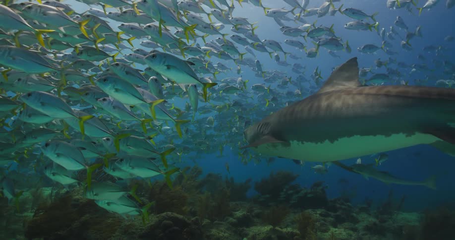 A Tiger Shark swims toward a school of fish underwater