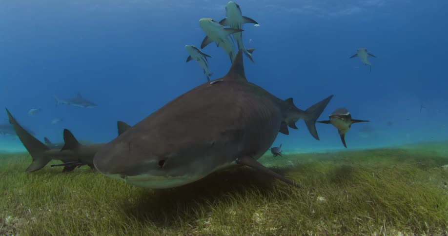 Tiger Shark and fish swimming near the plant covered ocean bottom