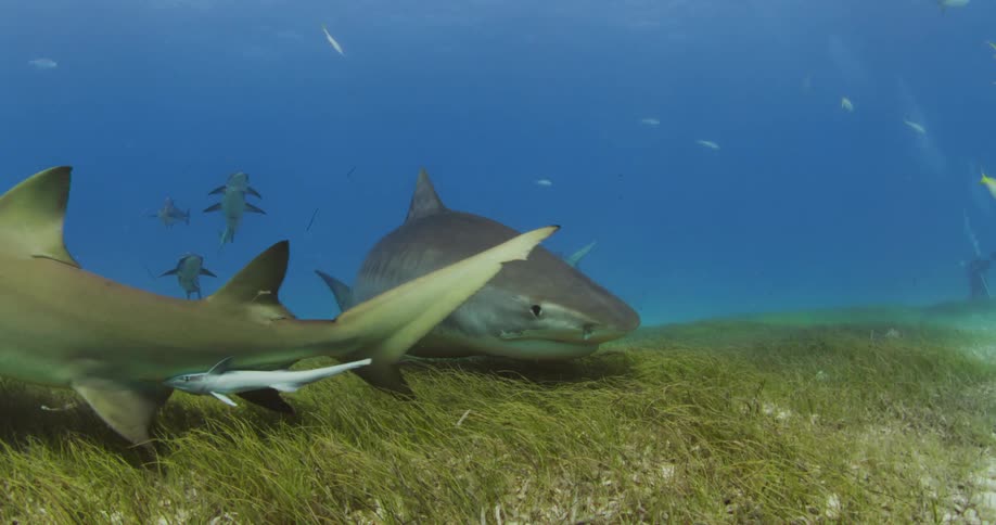 A Tiger Shark swims over sea grass in the Bahamas