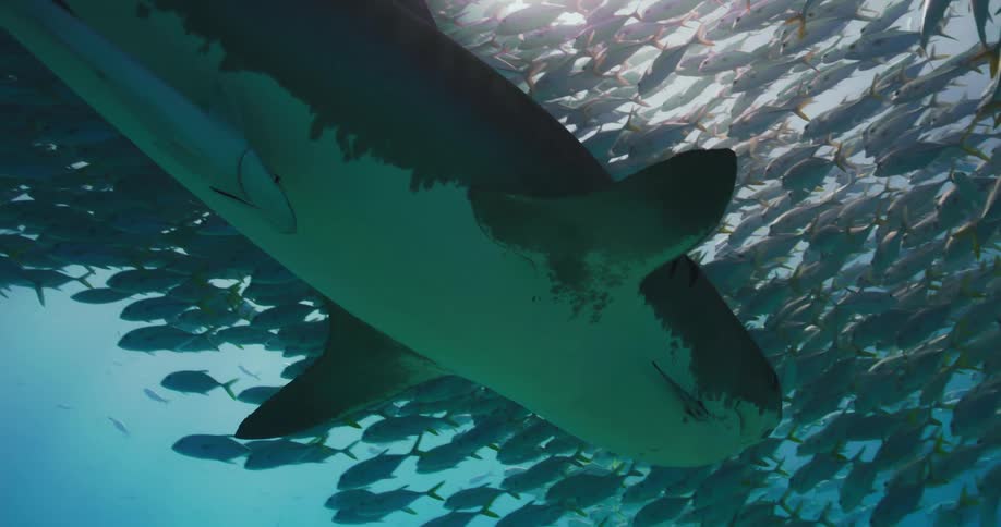 Underwater footage of a big Tiger Shark swimming under a shoal of fish in the clear blue ocean water