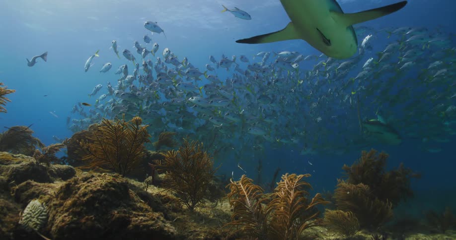 A shark and fish swim underwater during the day