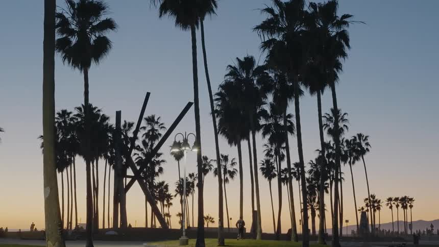 Tall palm trees in a public park at sunset