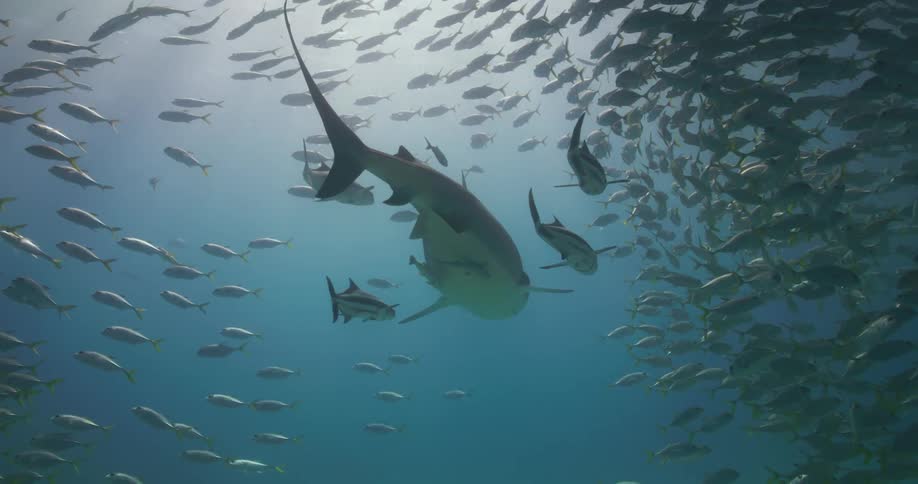 Tiger Shark swims away between a school of fish swimming in the open ocean