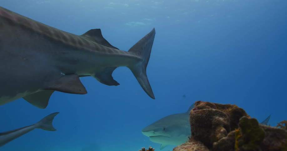 Tiger Sharks swim over coral reef at the bottom of the ocean