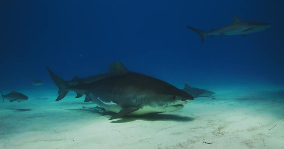 A group of sharks swim near the sandy sea floor
