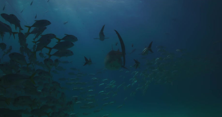 Tiger Shark and school of fishes swimming around at the bottom of the ocean