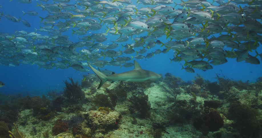 A shark swimming with fish in the sea