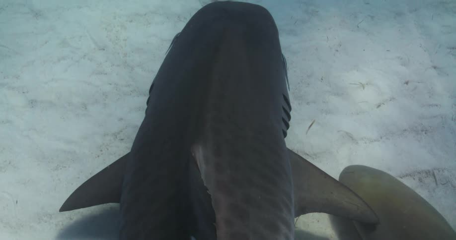 Tiger Sharks swims below underwater