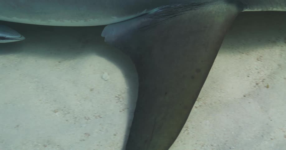 A Tiger shark fin digs into the sand along the bottom causing sand to float up