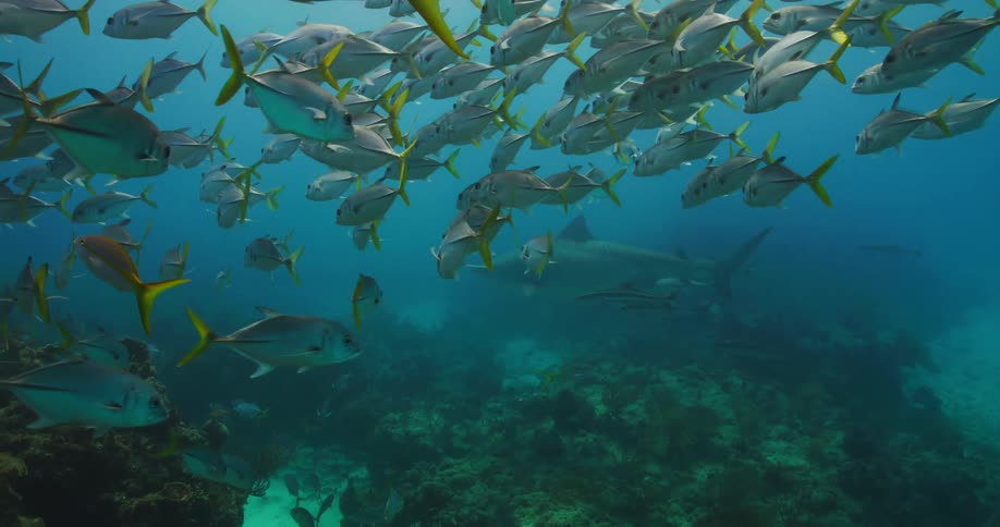 Tiger Shar swims while surrounded by smaller fish at the bottom of the ocean