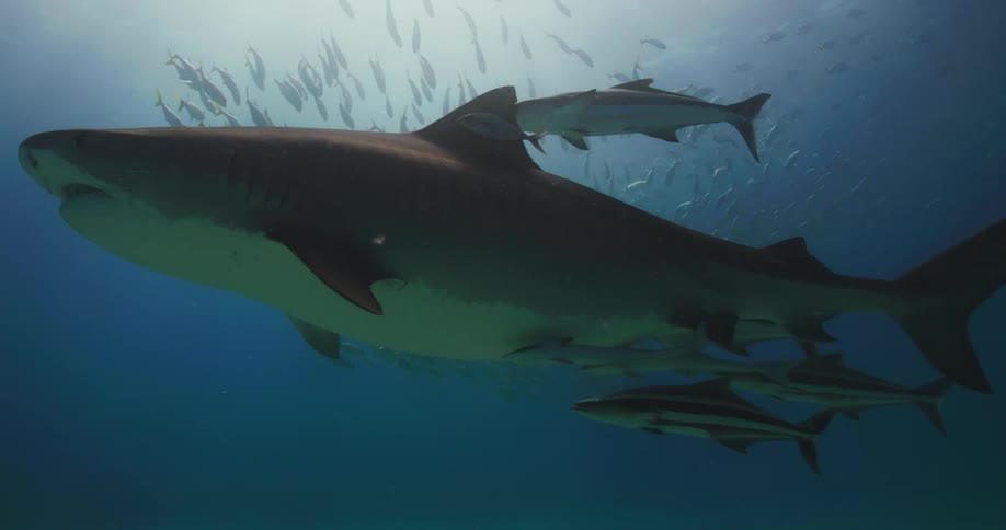 Tiger Shark are swimming near a school of small fish
