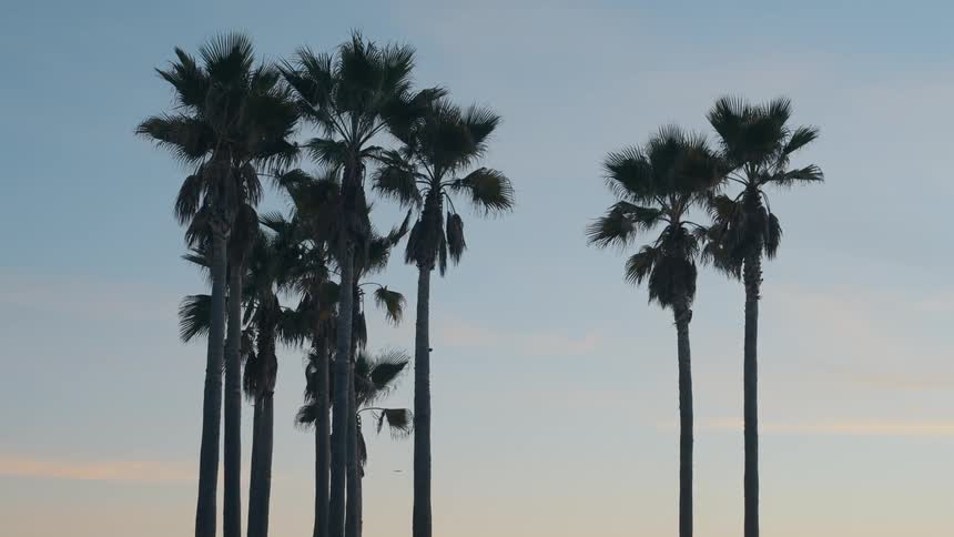 Person passes by the palm trees under a blue sky at magic hour